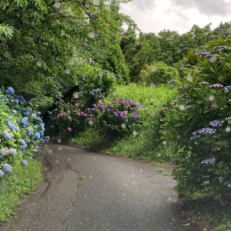 formal_cafeteria_8688さんが投稿した大辻公園アジサイ園に関する口コミの画像