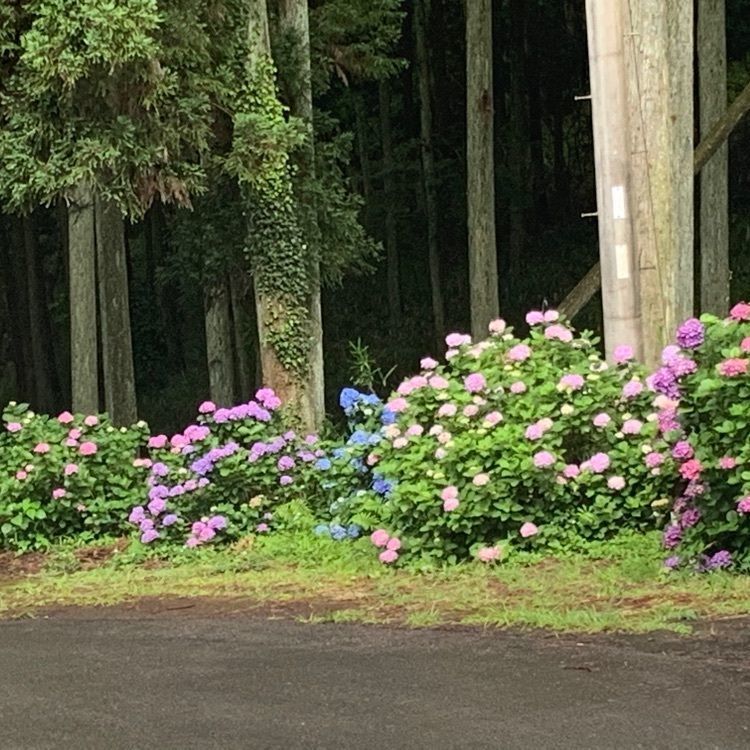 formal_cafeteria_8688さんが投稿した大辻公園アジサイ園に関する口コミの画像