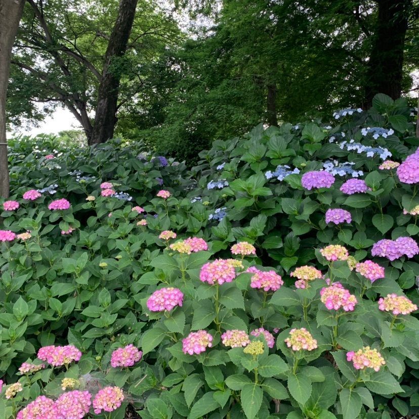 hiroさんが投稿した性海寺（あじさい寺）に関する口コミの画像