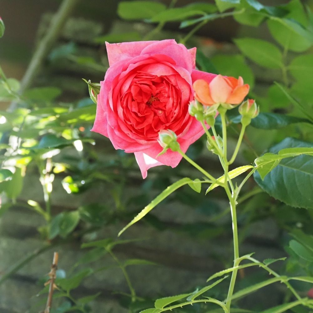 Shoさんが投稿した井頭公園「花ちょう遊館」に関する口コミの画像