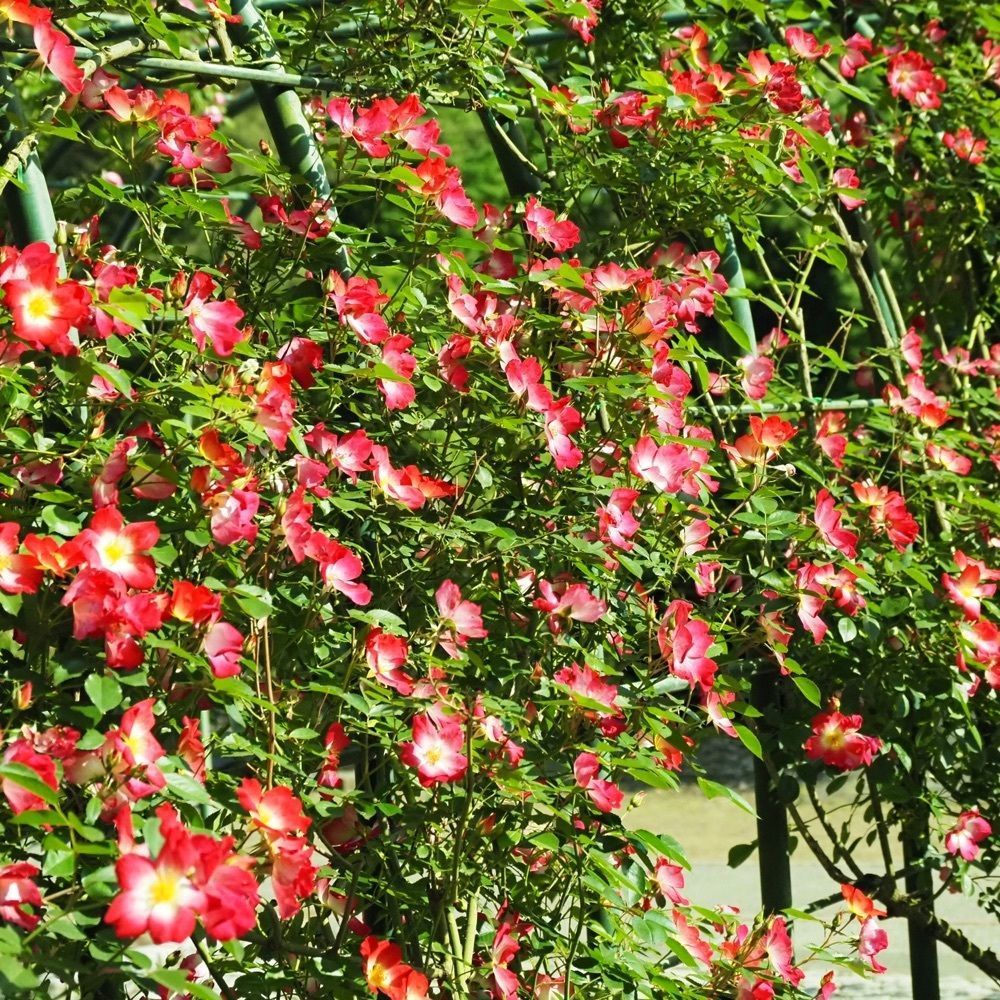 Shoさんが投稿した井頭公園「花ちょう遊館」に関する口コミの画像