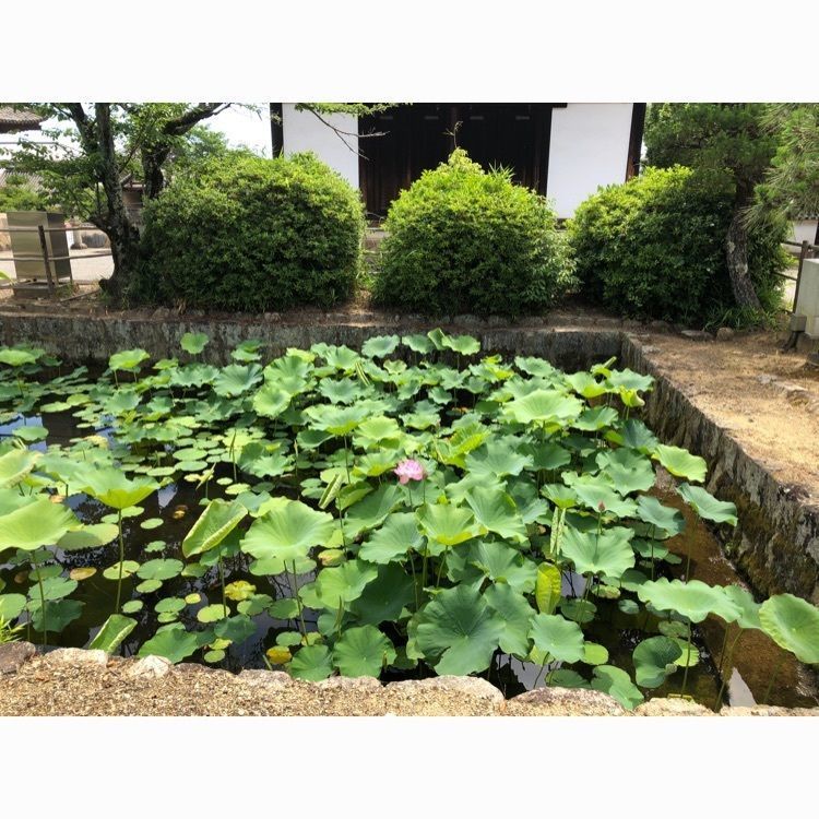redstar0001さんが投稿した當麻寺に関する口コミの画像