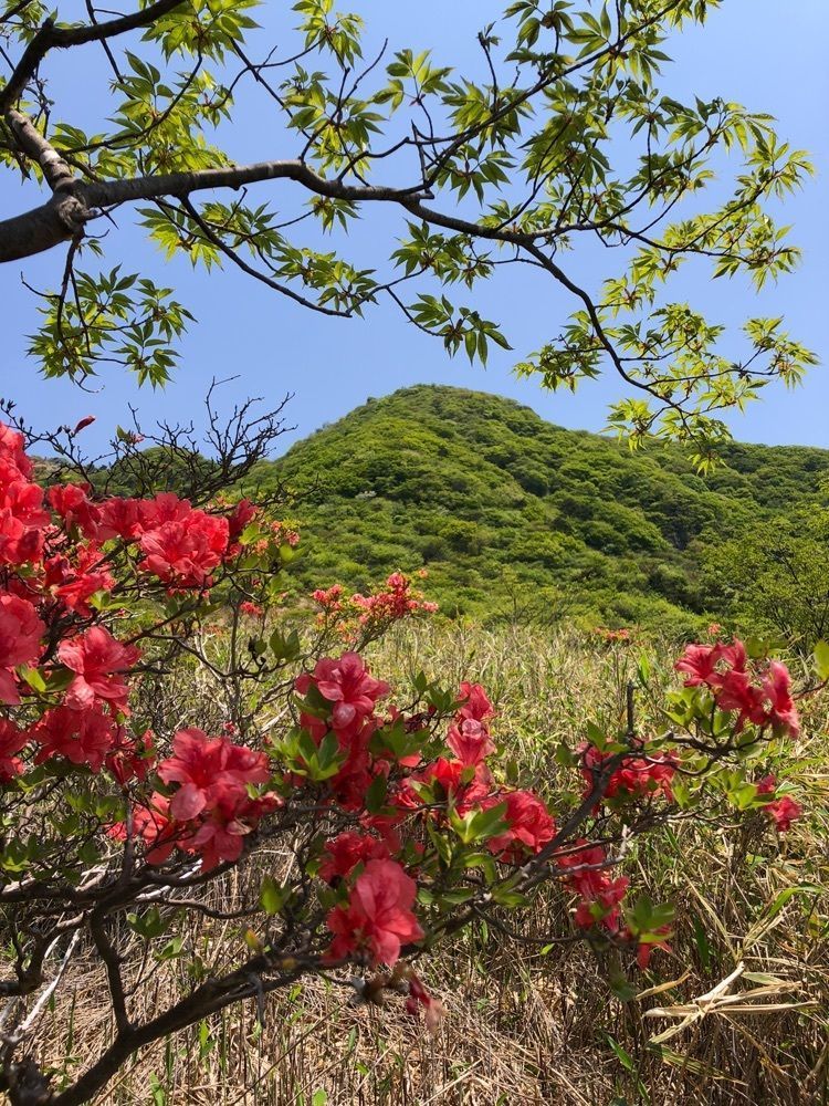 kumachan31さんが投稿した赤城山のツツジに関する口コミの画像