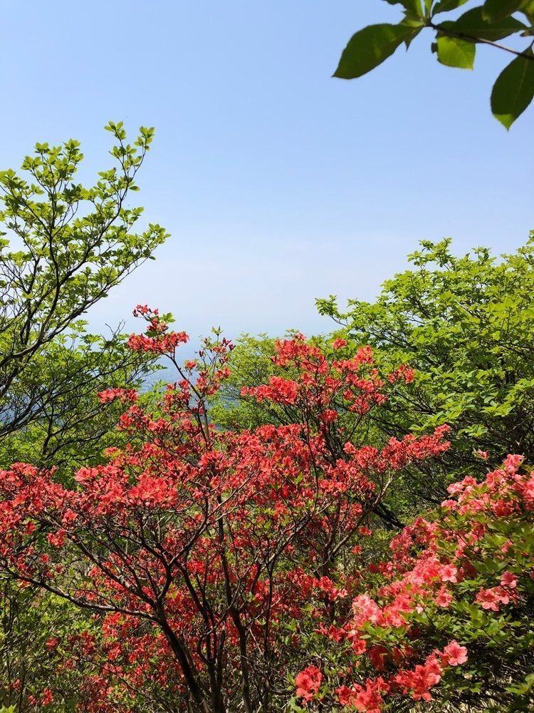 kumachan31さんが投稿した赤城山のツツジに関する口コミの画像