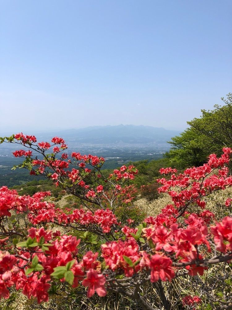 kumachan31さんが投稿した赤城山のツツジに関する口コミの画像