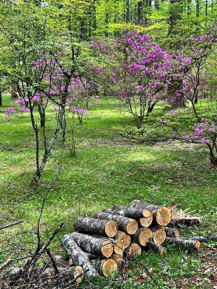 ビンカさんが投稿した河口湖創造の森オートキャンプ場に関する口コミの画像