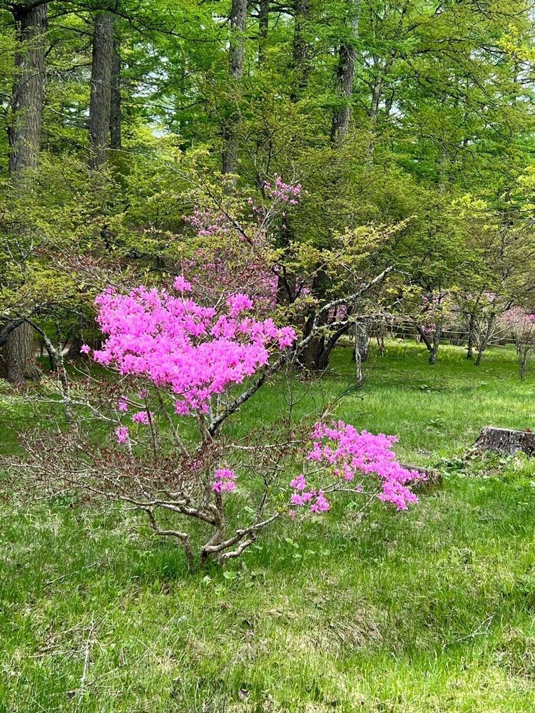 ビンカさんが投稿した河口湖創造の森オートキャンプ場に関する口コミの画像