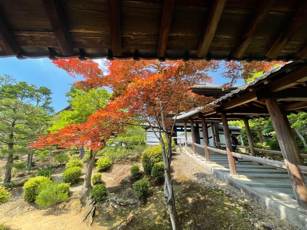 ぼんじり🐨さんが投稿した東福寺に関する口コミの画像