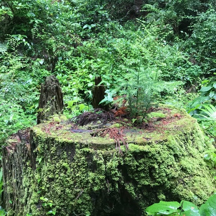 maaasanさんが投稿した浄因寺に関する口コミの画像