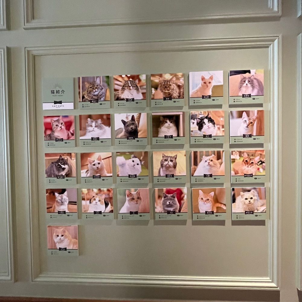 yoko_tokyoiventlifeさんが投稿した猫カフェMOCHA 秋葉原店（CAT CAFE MOCHA）に関する口コミの画像
