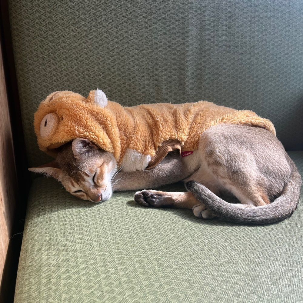 yoko_tokyoiventlifeさんが投稿した猫カフェMOCHA 秋葉原店（CAT CAFE MOCHA）に関する口コミの画像
