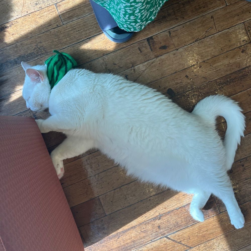 yoko_tokyoiventlifeさんが投稿した猫カフェMOCHA 秋葉原店（CAT CAFE MOCHA）に関する口コミの画像