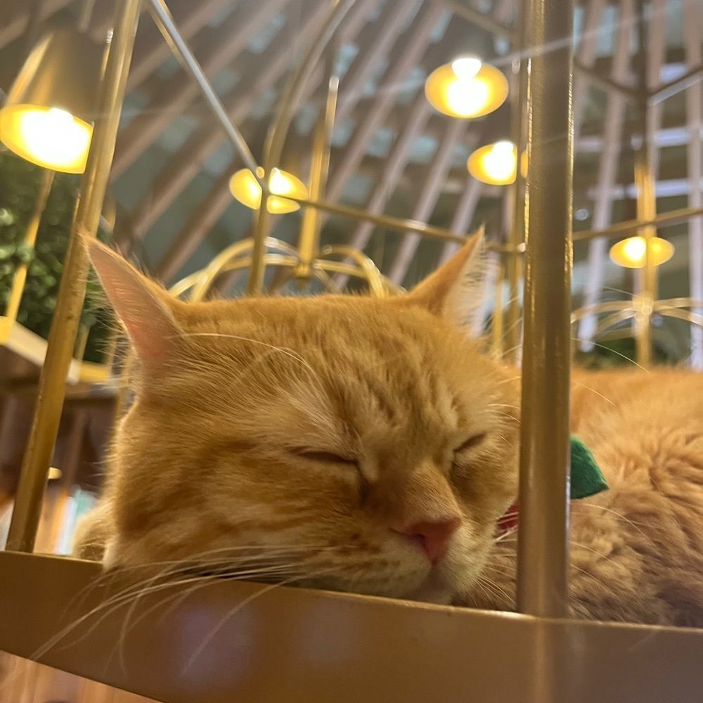 yoko_tokyoiventlifeさんが投稿した猫カフェMOCHA 秋葉原店（CAT CAFE MOCHA）に関する口コミの画像