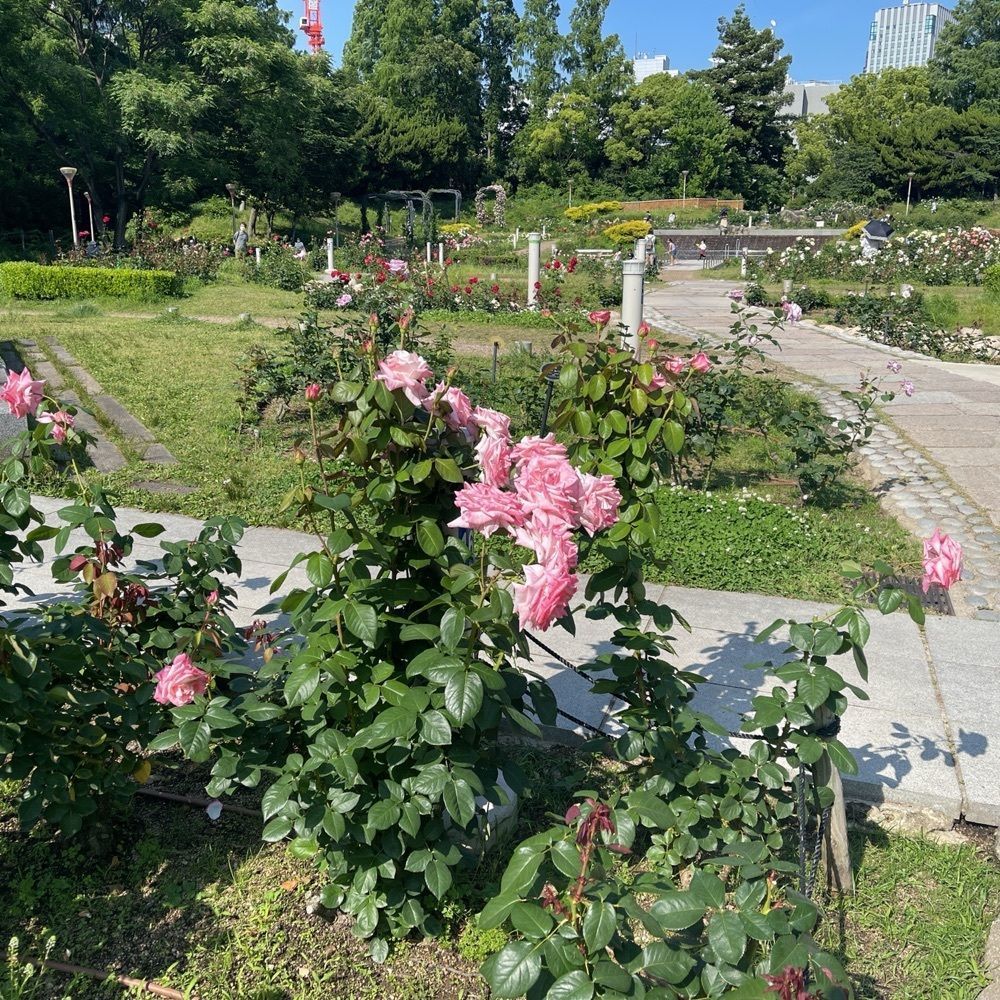 いろはさんが投稿したセブンイレブン 大阪靭公園東に関する口コミの画像