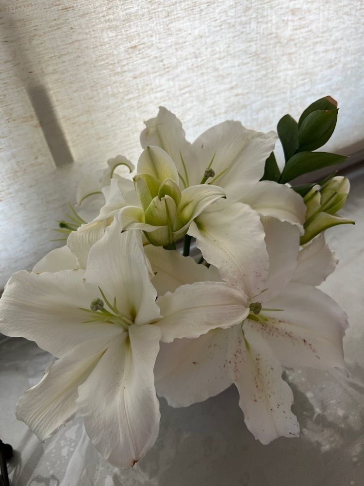 surumeさんが投稿したキル フェ ボン 福岡（Qu'il fait bon）に関する口コミの画像