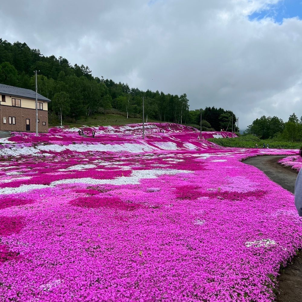 JINmayuさんが投稿した三島さんちの芝ざくらに関する口コミの画像