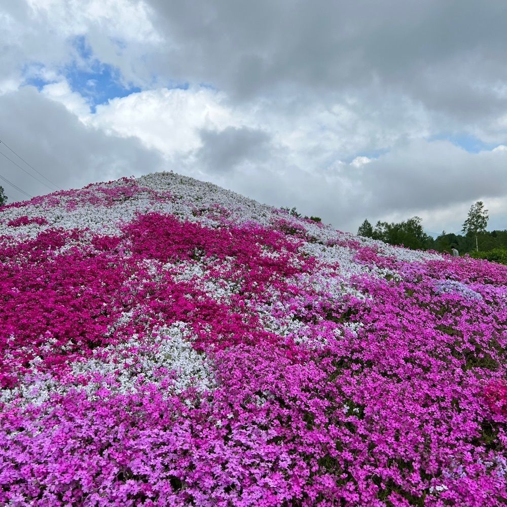 JINmayuさんが投稿した三島さんちの芝ざくらに関する口コミの画像