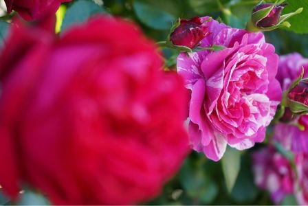 エコパーク水俣バラ園 2枚目