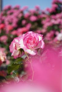 エコパーク水俣バラ園 3枚目