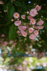 エコパーク水俣バラ園 4枚目