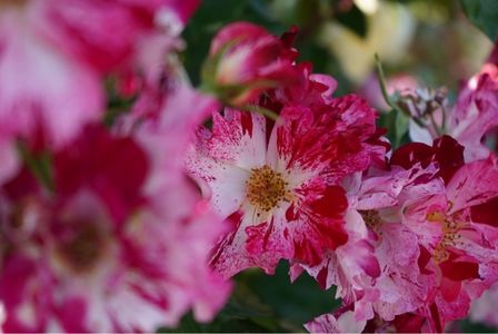 エコパーク水俣バラ園 5枚目