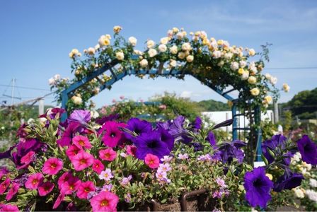 エコパーク水俣バラ園 6枚目