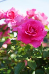 エコパーク水俣バラ園 7枚目