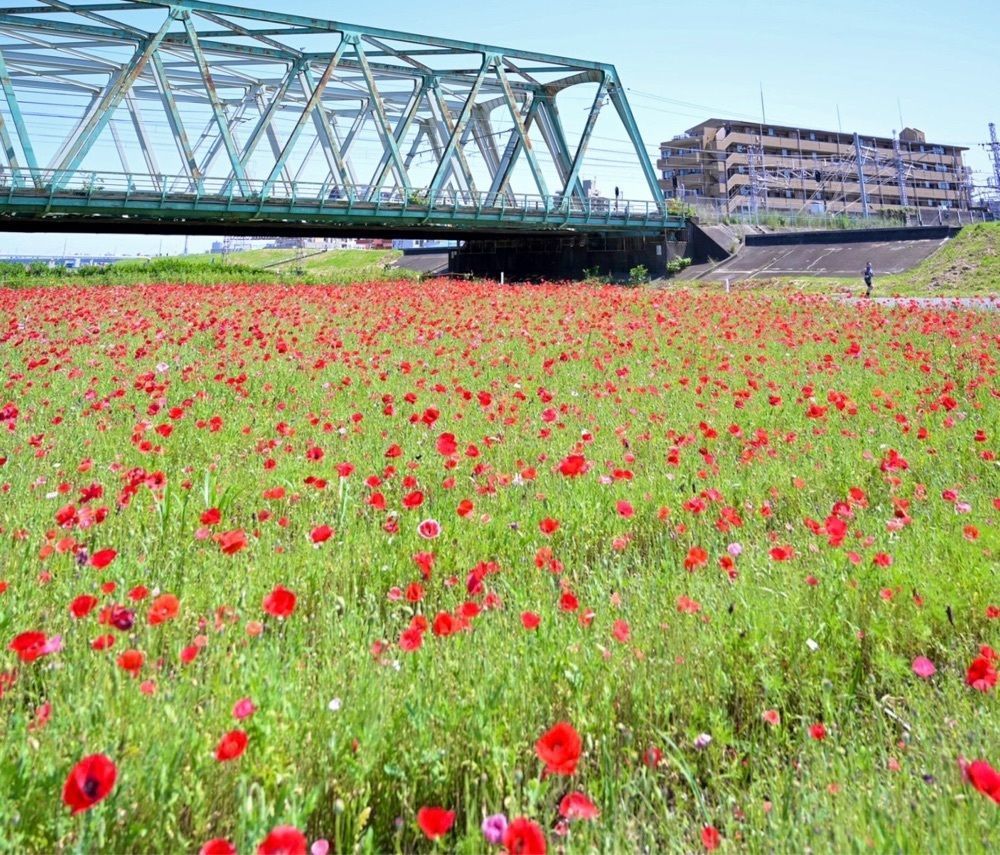 はいむるぶし🌺さんが投稿した江戸川区に関する口コミの画像
