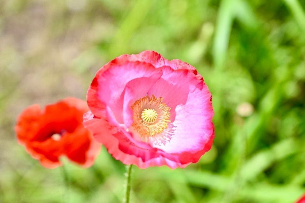 はいむるぶし🌺さんが投稿した江戸川区に関する口コミの画像