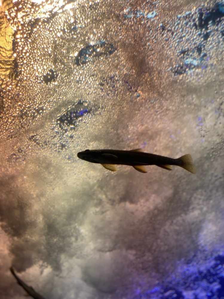 やまこさんが投稿した北の大地の水族館に関する口コミの画像