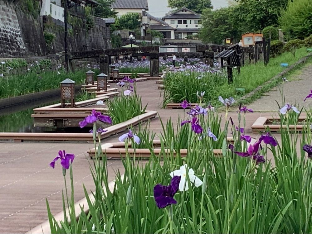festive_garden_7486さんが投稿した菊水堂に関する口コミの画像