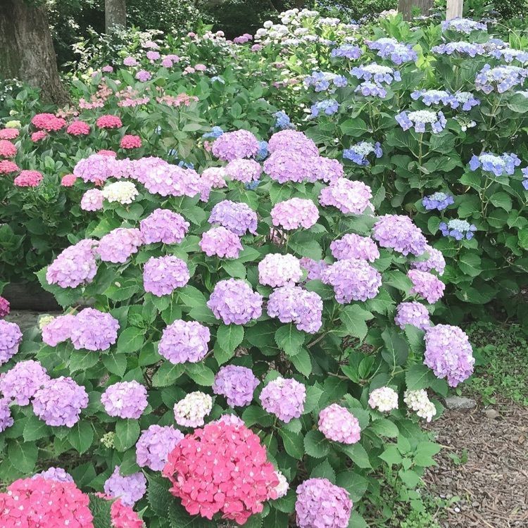 norisanさんが投稿した画像の画像