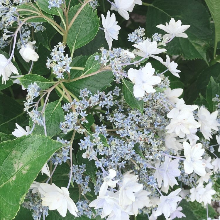 norisanさんが投稿した画像の画像
