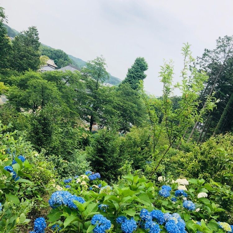 池ちゃんさんが投稿した普光寺に関する口コミの画像