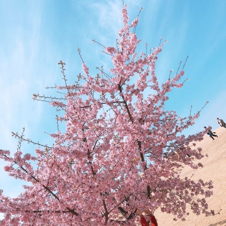 池ちゃんさんが投稿した画像の画像