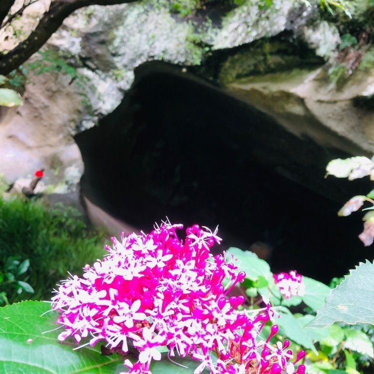 池ちゃんさんが投稿した明月院（あじさい寺）に関する口コミの画像