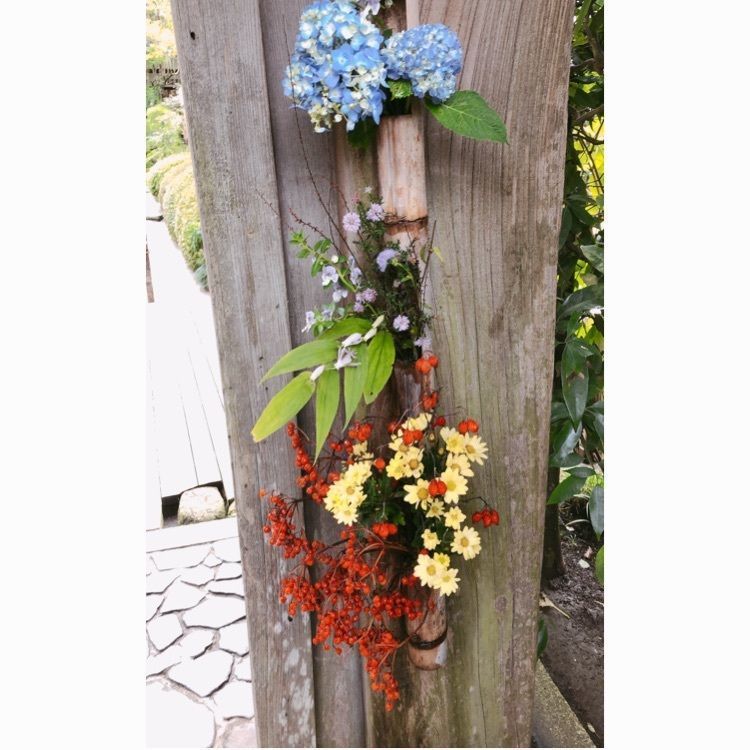 池ちゃんさんが投稿した明月院（あじさい寺）に関する口コミの画像