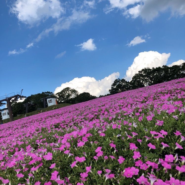 池ちゃんさんが投稿したジップラインアドベンチャーひるがのに関する口コミの画像