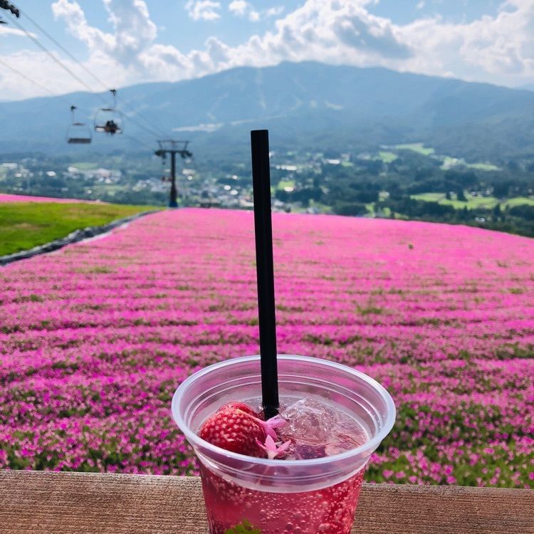池ちゃんさんが投稿したジップラインアドベンチャーひるがのに関する口コミの画像