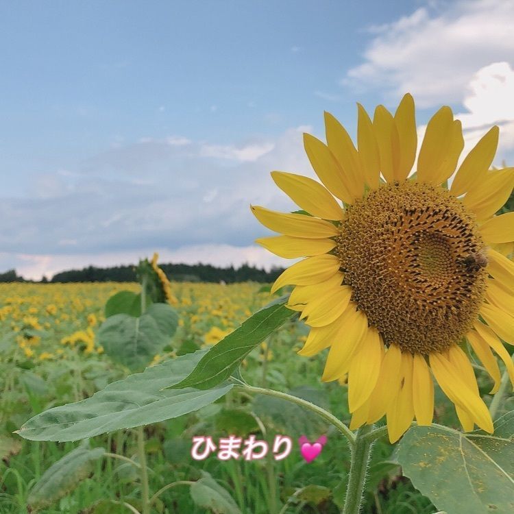 池ちゃんさんが投稿した丹生湖に関する口コミの画像