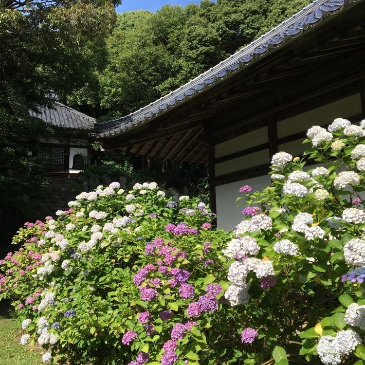 みーなさんが投稿した木造十一面観世音菩薩立像（阿弥陀寺）に関する口コミの画像