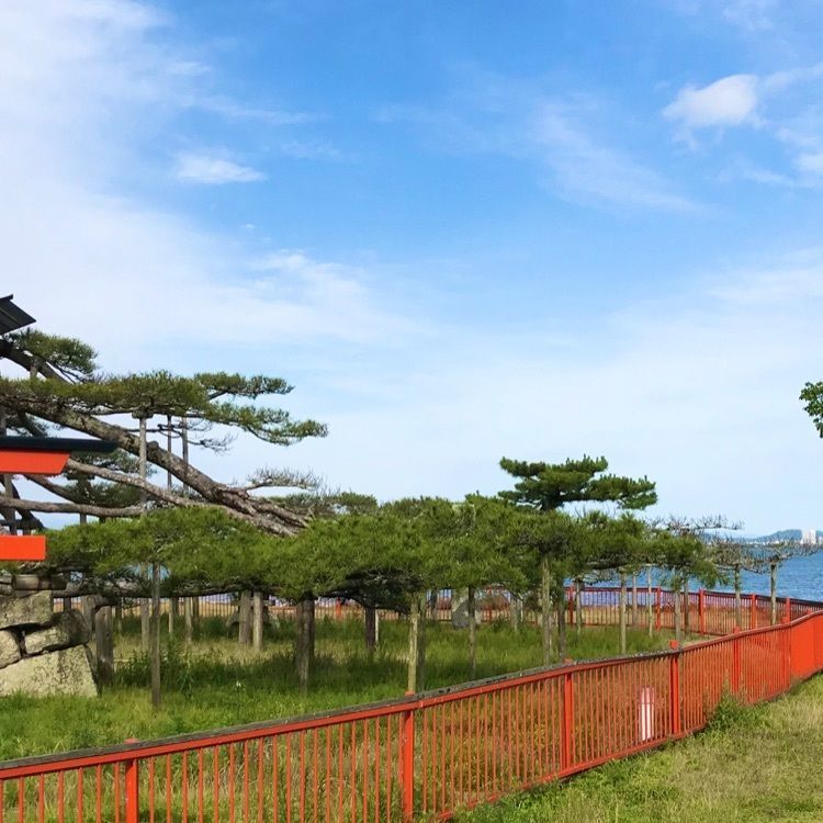 NBR OTさんが投稿した唐崎の松に関する口コミの画像