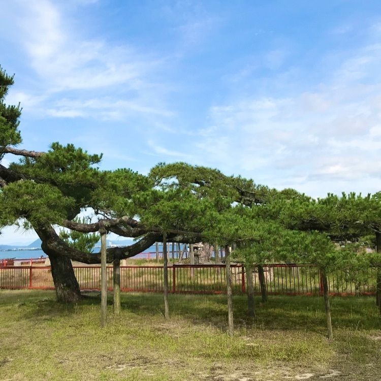 NBR OTさんが投稿した唐崎の松に関する口コミの画像