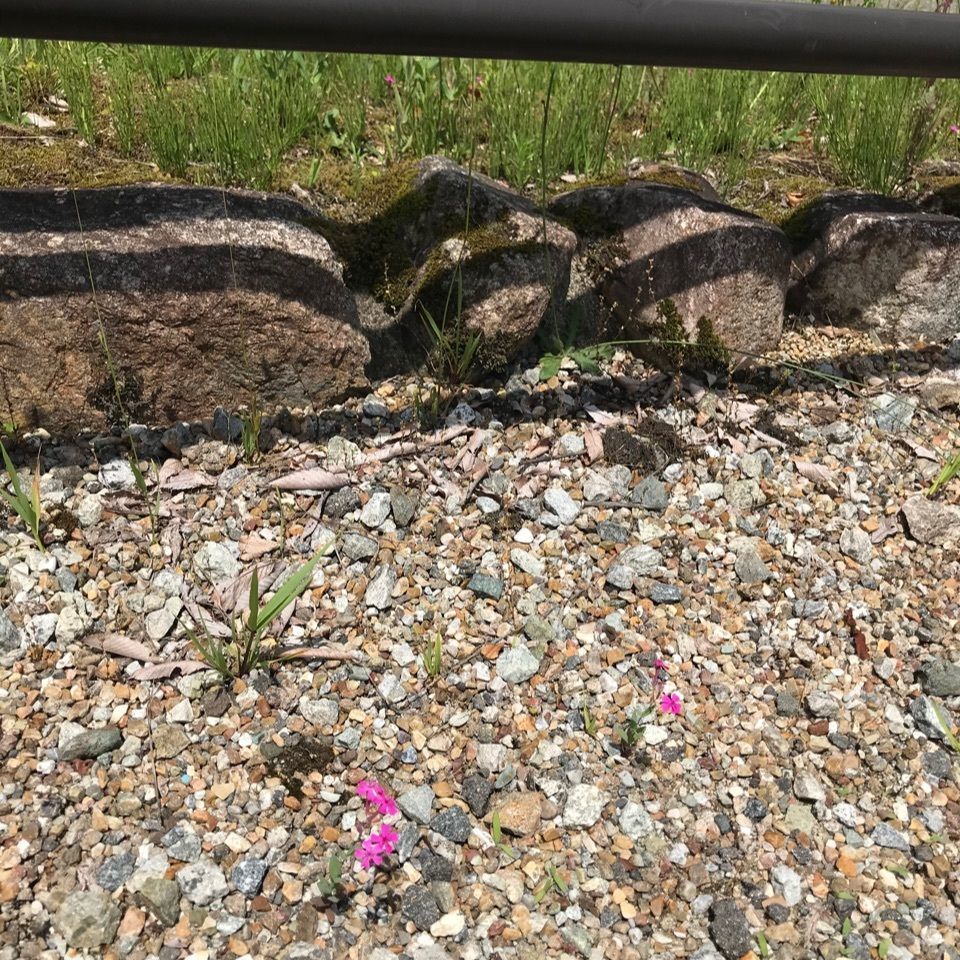 yumi*iさんが投稿した流葉交流広場に関する口コミの画像