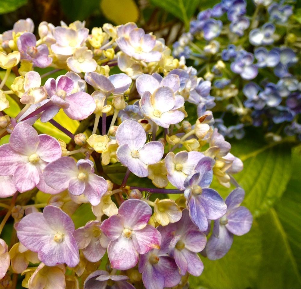 ＪＵNさんが投稿した向島百花園に関する口コミの画像