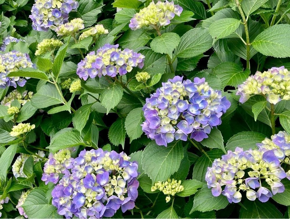 めがゆさんが投稿した府中市郷土の森博物館に関する口コミの画像
