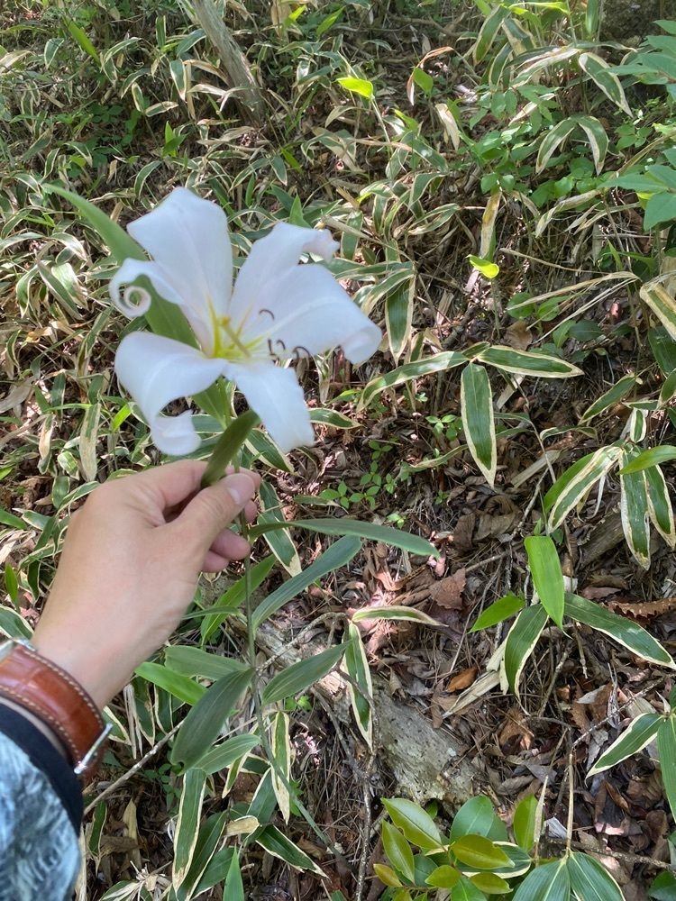 あるふぃすたさんが投稿した引き明けの森に関する口コミの画像