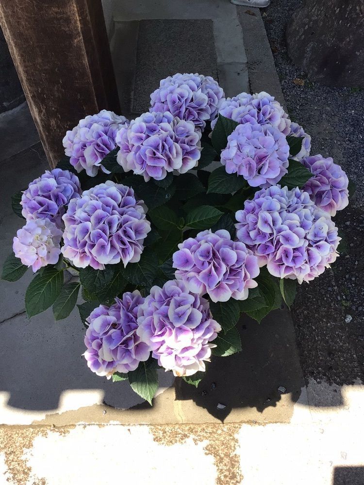 shin-emonさんさんが投稿した岡寺の石楠花に関する口コミの画像