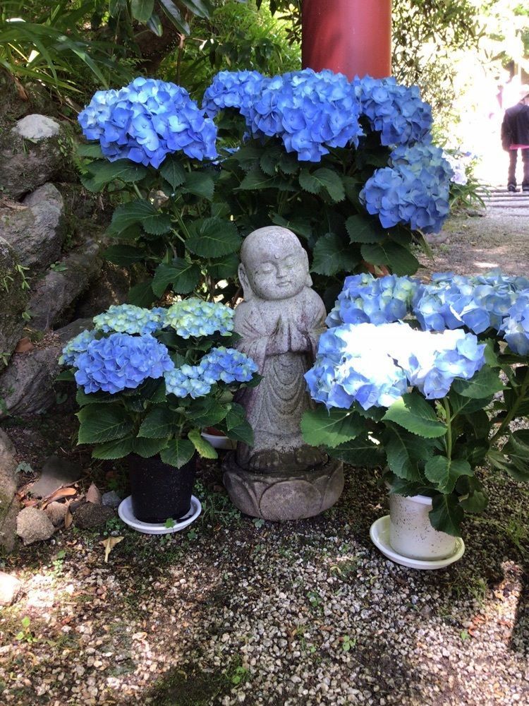 shin-emonさんさんが投稿した岡寺の石楠花に関する口コミの画像