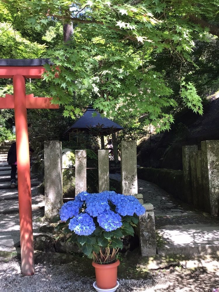 shin-emonさんさんが投稿した岡寺の石楠花に関する口コミの画像